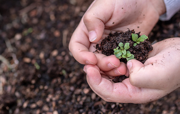 seedlings-g84c9ec7fe_1920.jpg